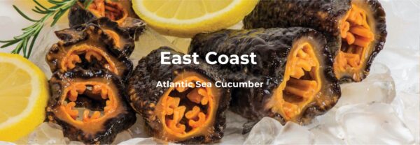 home-slide2 SEACOO Dried East Coast Sea Cucumber HG-Whole 454g Bag (复制)