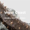 SEACOO Dried East Coast Sea Cucumber HG-Whole 454g Bag (复制)