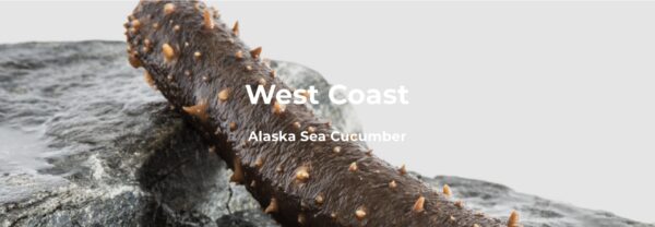 home-slide3 SEACOO Dried East Coast Sea Cucumber HG-Whole 454g Bag (复制)